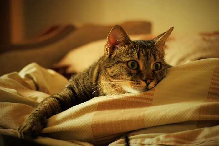 Mira, The Cat That Could Take Over The World... If Only She Wasn't So Lazy