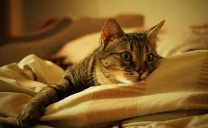Mira, The Cat That Could Take Over The World... If Only She Wasn't So Lazy