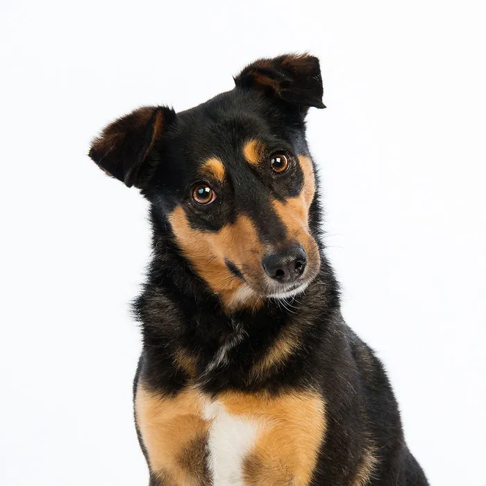 Maya Spent The Best Part Of 18 Months At A Shelter Before She Was Adopted