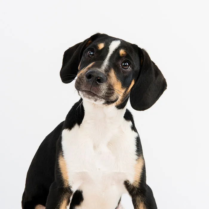 Gunter Was Adopted As A Small Puppy By His New Family Along With Another Puppy From A Different Litter Who Was Also At The Shelter Waiting For A Home (the Children Refused To Leave Without Her)