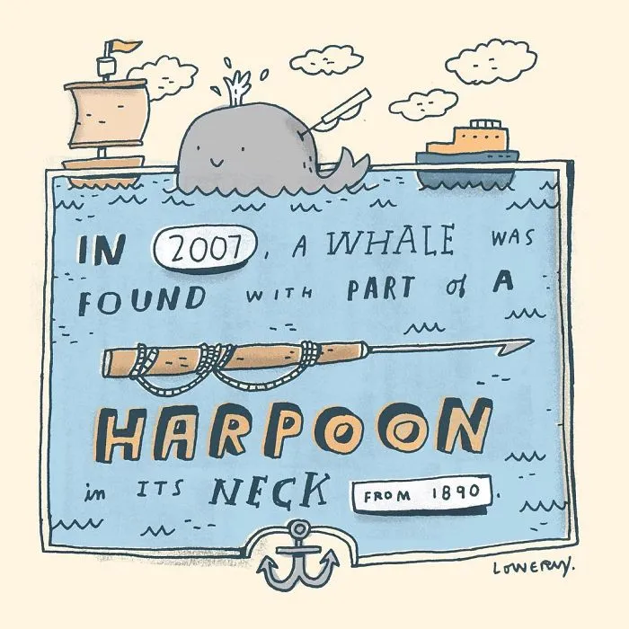 Every Morning I Illustrate Random Fun Facts