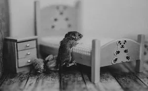 I Found A Little Mouse In My House Today