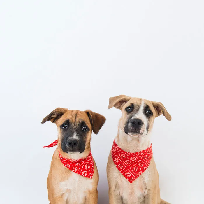 Victoria And Edward - The Twins. This Pair Of Naughties Formed Part Of A Set Of Three Puppies I Volunteered To Bottle Feed After They Were Orphaned At 3 Days Old