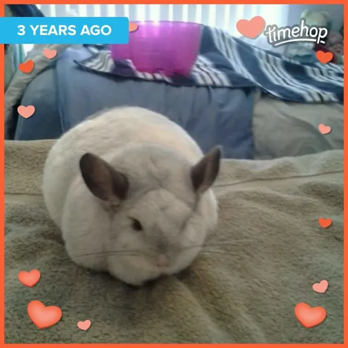 Hi Everyone!!!! My Name Is Murphy. Iam A White And Gray. Iam Very Lovable And Like To Curl Up Under My Mommy Chin. I As Like To Drive The Puppy Cut. I Am 6 Years Old And I  Live In Palmyra Nj.