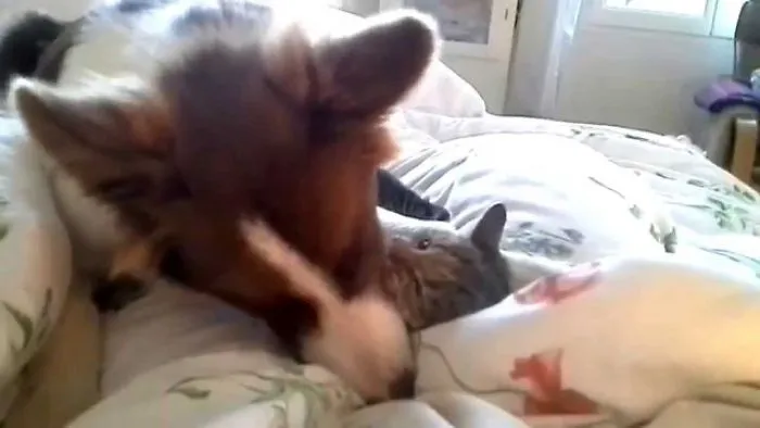 Our Puppy And Our Kitten Are Best Friends