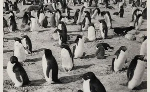Fatal 1912 Scott's Expedition To The South Pole Documented By Henry Robertson Bowers