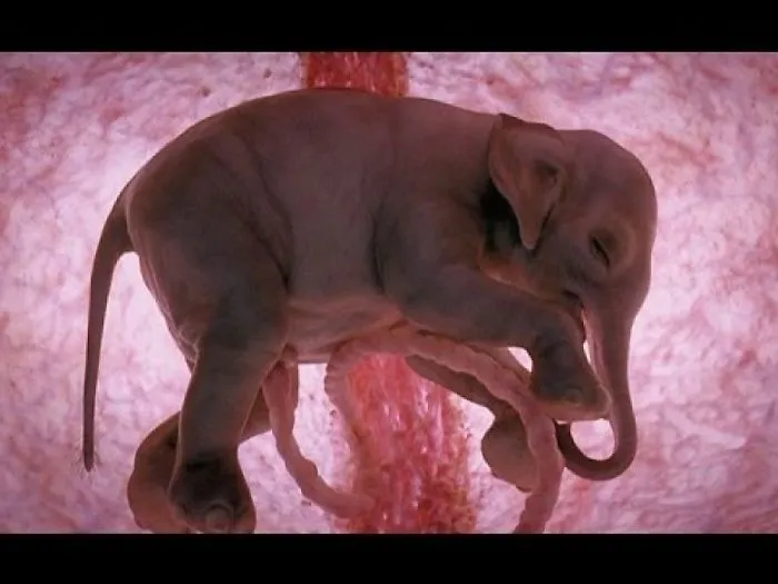 12 Unborn Animals Still In Their Mother’s Womb Are Perfectly Divine… Especially The Chihuahua