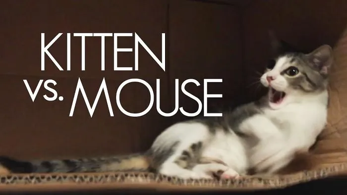 Kitten Uses Her New Box As A Playpen!