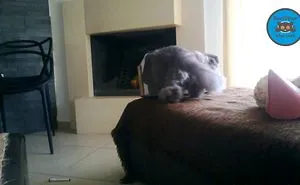 Swiffer The Cat - Persian Cat Epic Fail