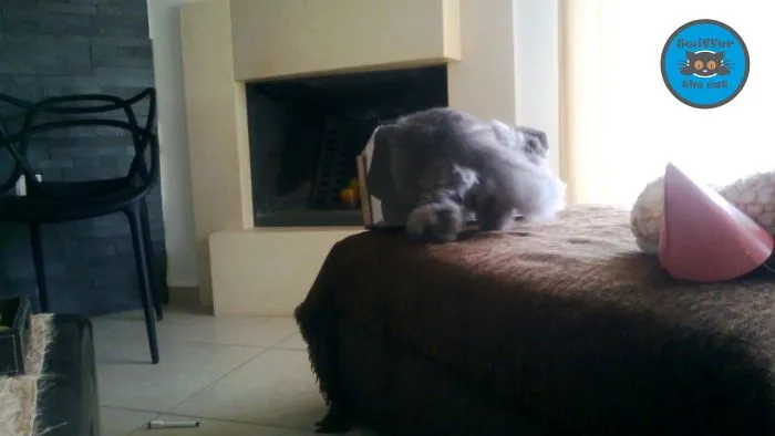 Swiffer The Cat - Persian Cat Epic Fail