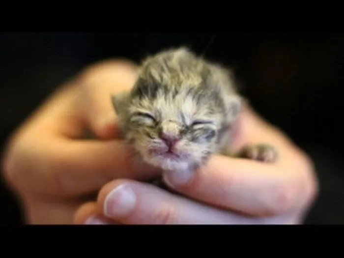 You Wont Believe What This Guy Does With This Family Of Stray Cats!! :)