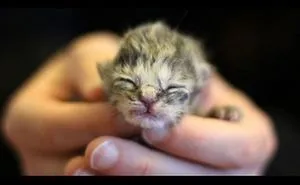 You Wont Believe What This Guy Does With This Family Of Stray Cats!! :)