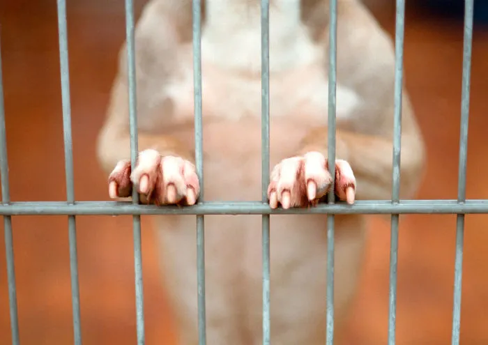 I Spent One Year In The Largest Animalshelter In Europe To Photograph Shelter Dogs