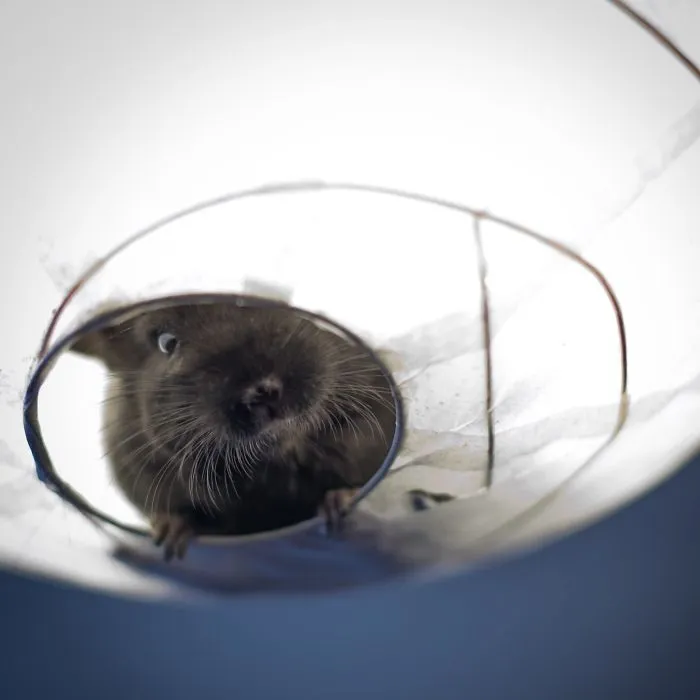 Our 4 Months Old Kiwi In Ikea Lamp
