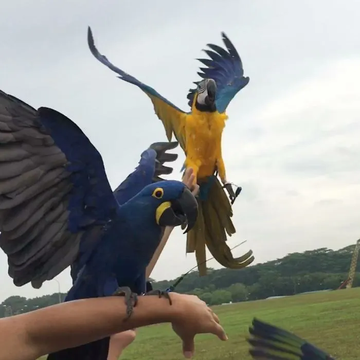 Our Flying Journey Together