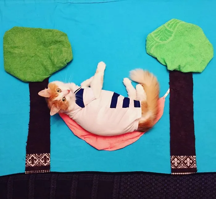 Meet Kuzya, A True Cat Adventurer From Russia