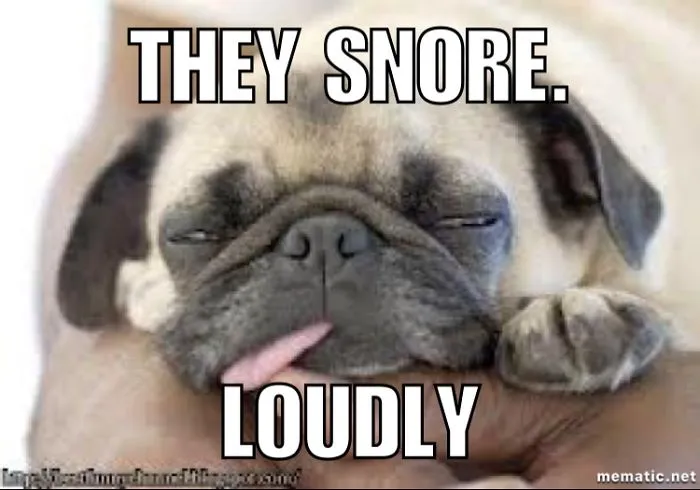 Want A Pug? Things You Should Know: