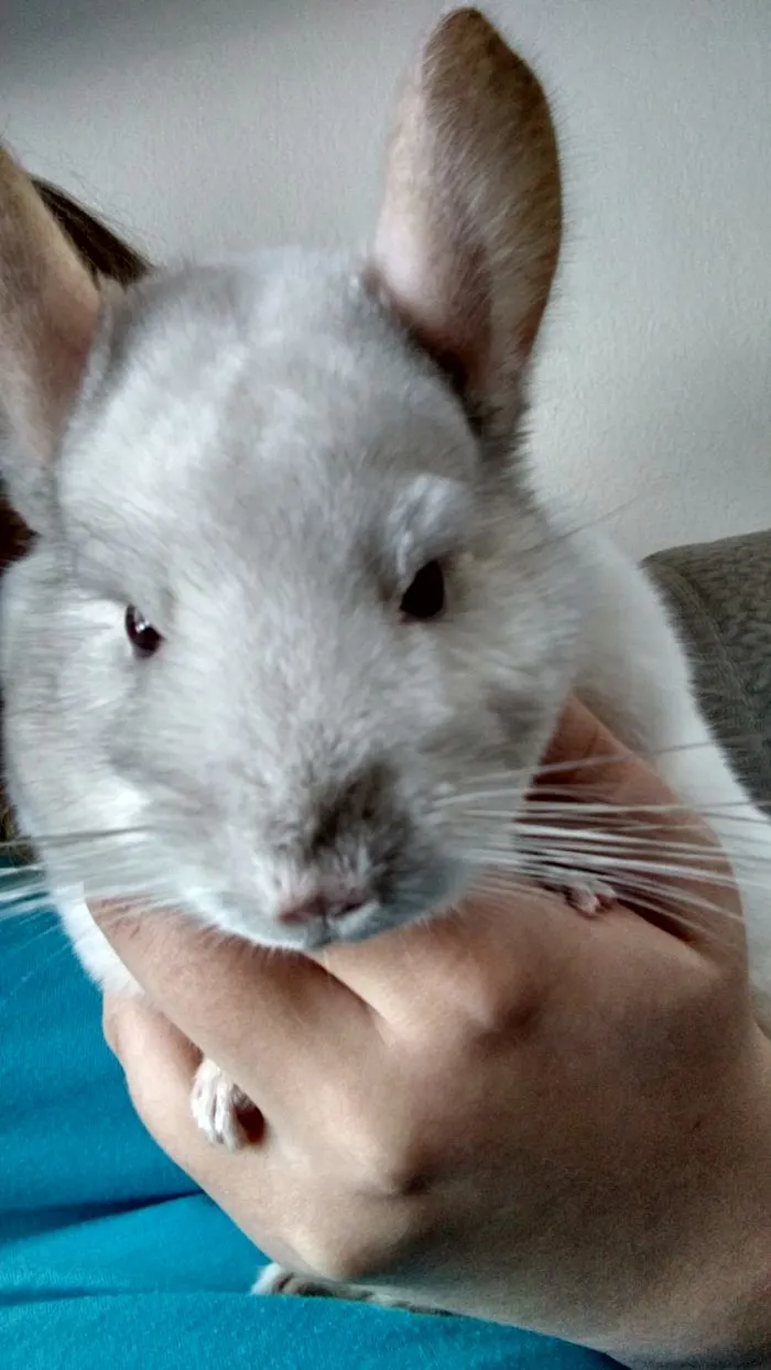 Hi, My Name Is Whiskey