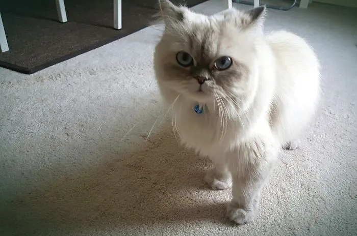 1 Year Anniversary Princess Mimi