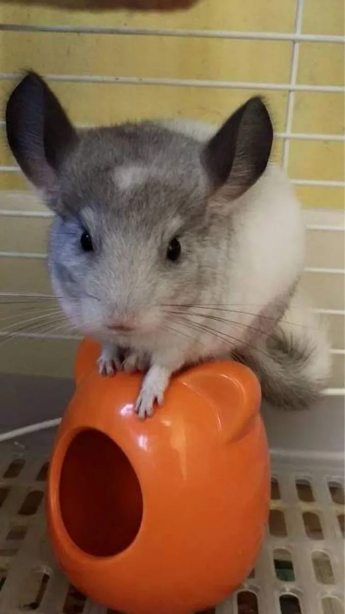 Looking Cool, Baby