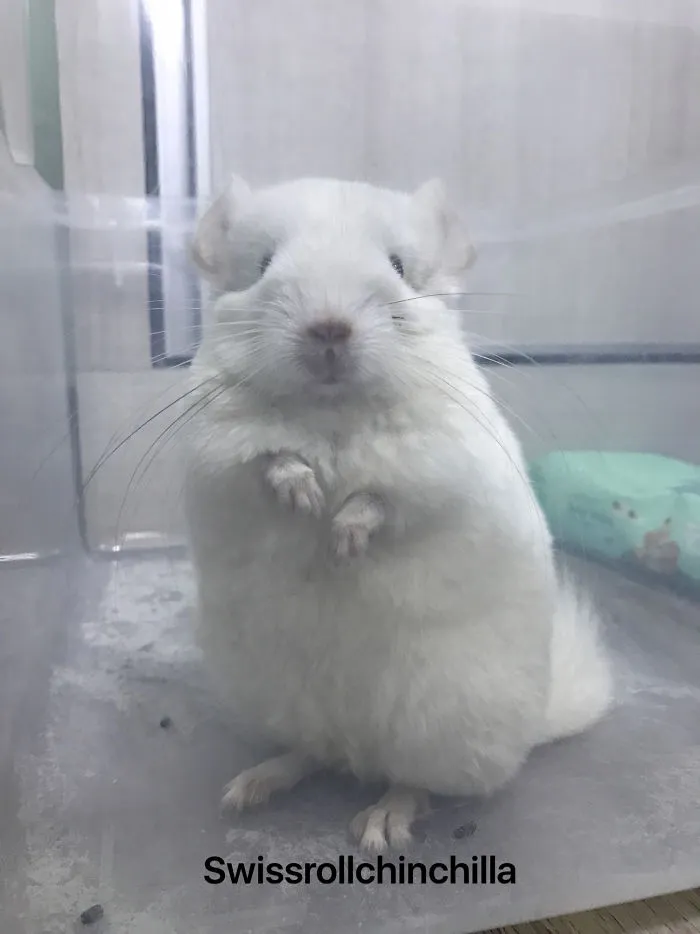 🐹: I Was Told To Sand Bath But I Decided To Stand Straight Straight And Look At My Owner!