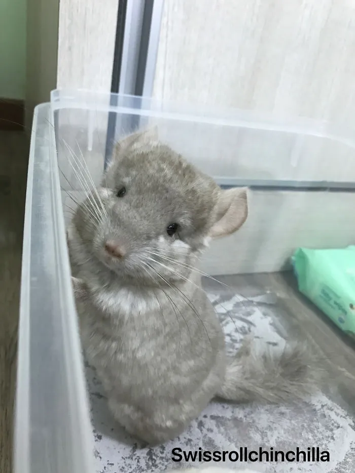 🐹: Yes? You Calling Me?