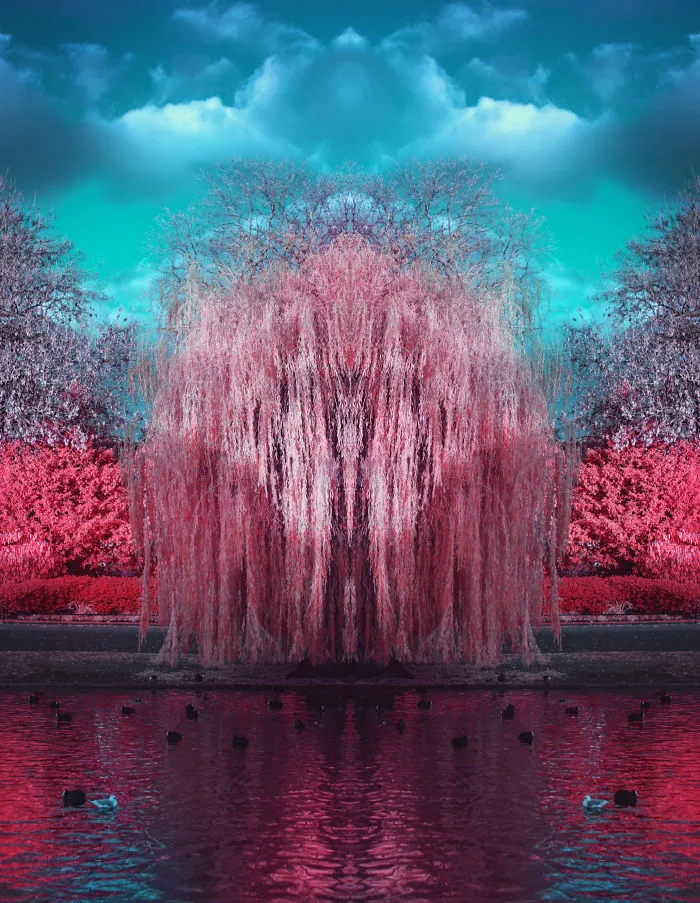Bloom