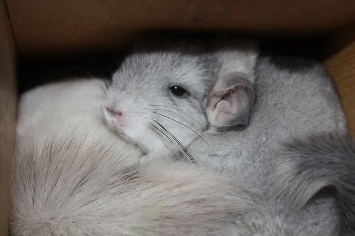 Baby Mosaic Cuddling With Mom