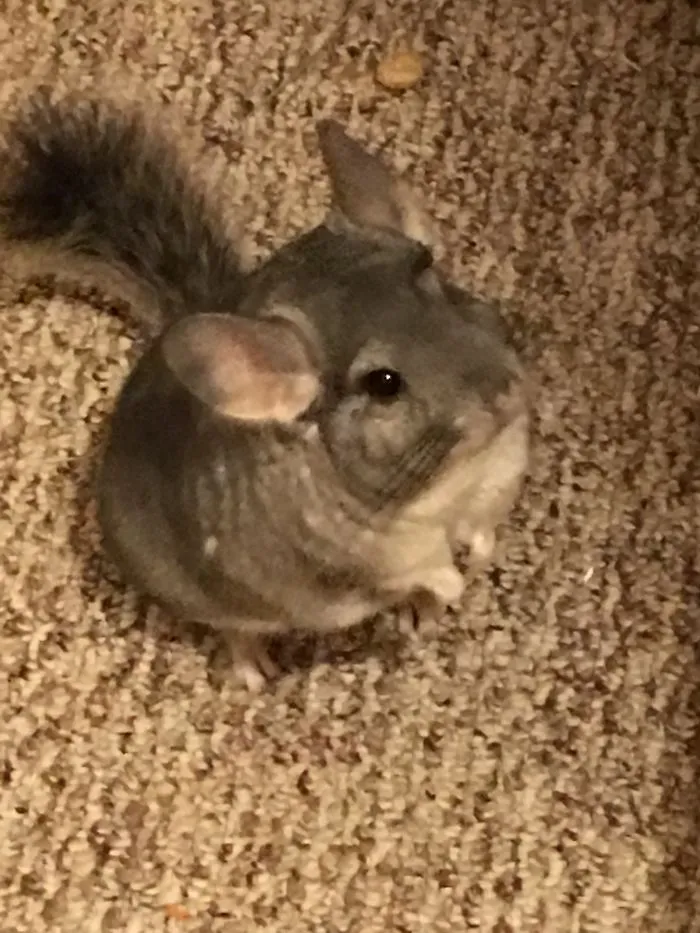 My Charlie