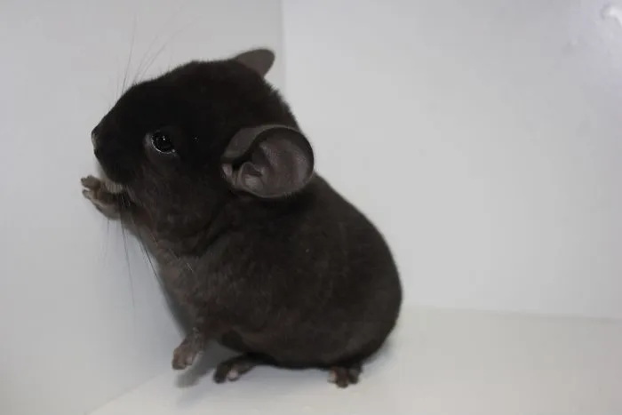Beautiful Baby Ebony