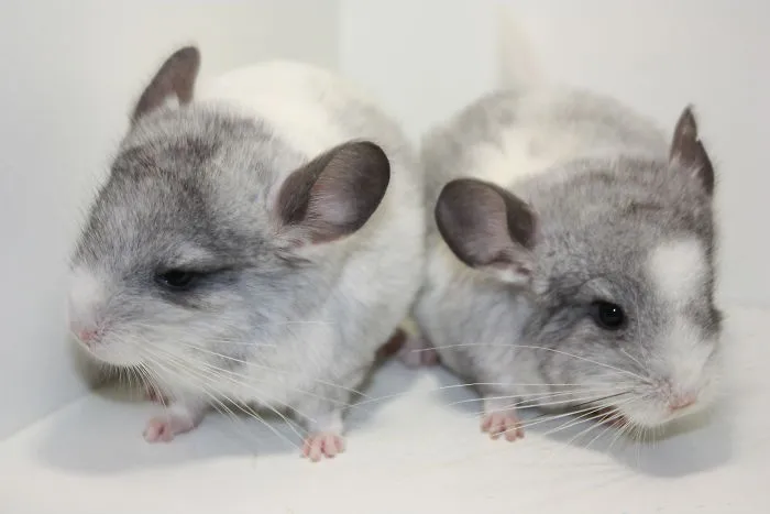 Twins!