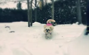 Dog Walker Captures Her Dogs Having Fun In A Snowy Canada