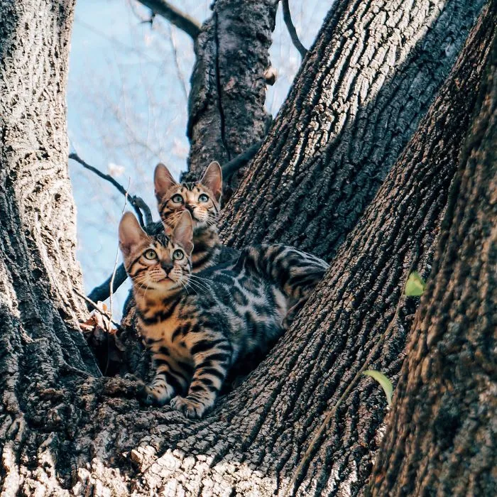 These Two Bengal Siblings Are Stealing The Hearts Of People On Instagram