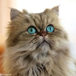 @mirlilevy_cats