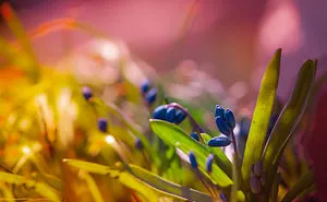 B.ela Photography