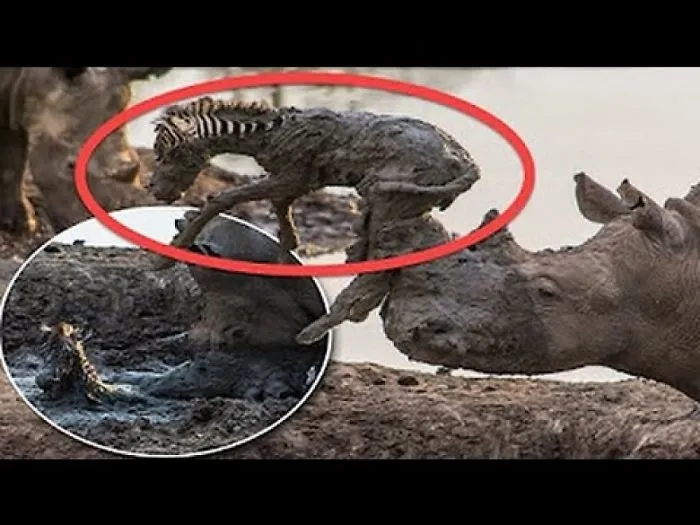 Amazing!!! This Rhino Tried To Save A Zebra Stuck In Mud …an Incredible Interaction Between Species