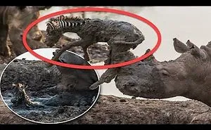 Amazing!!! This Rhino Tried To Save A Zebra Stuck In Mud …an Incredible Interaction Between Species