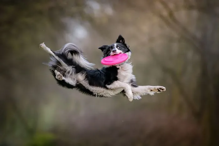 I'm Passionate About Canine Action And Portrait Photography