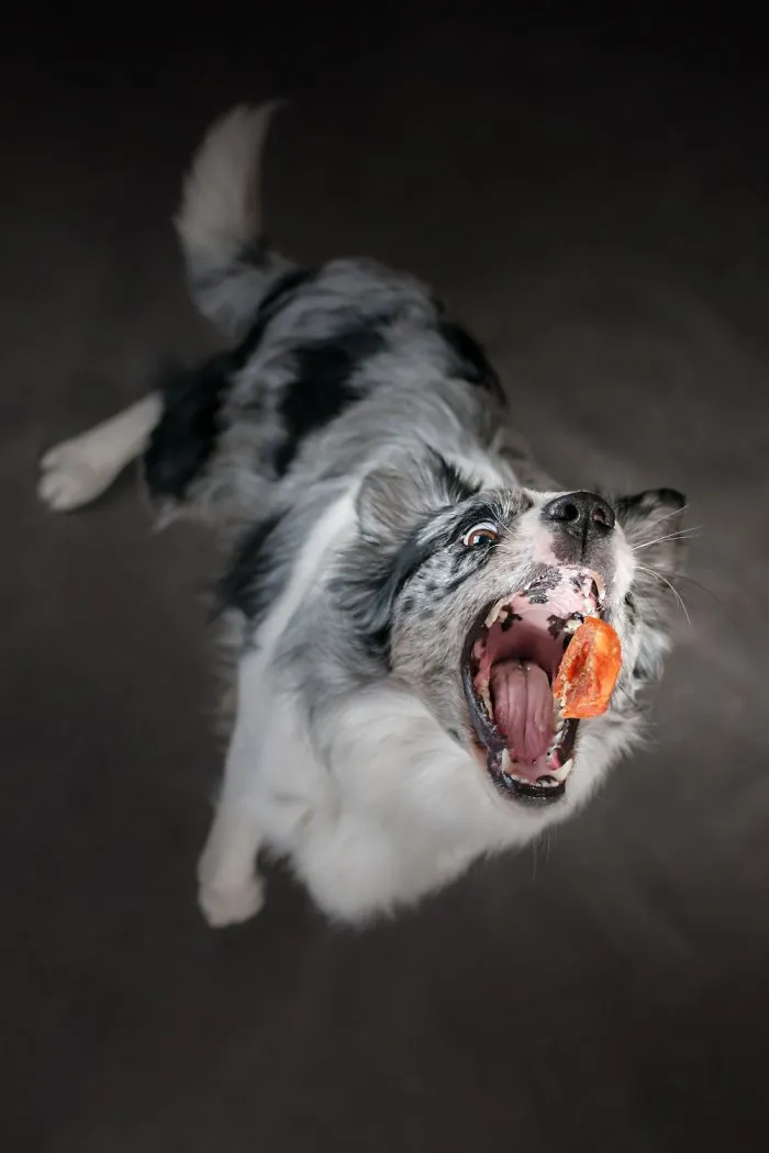 I'm Passionate About Canine Action And Portrait Photography