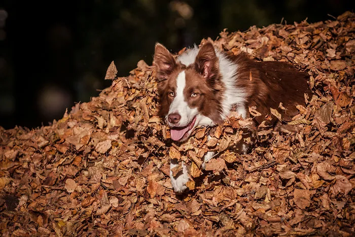 I'm Passionate About Canine Action And Portrait Photography