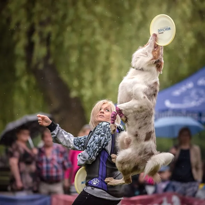 I'm Passionate About Canine Action And Portrait Photography
