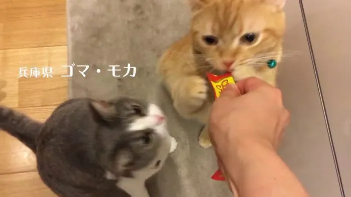 Japanese Snack For Cats! Ciao ちゅ～る!
