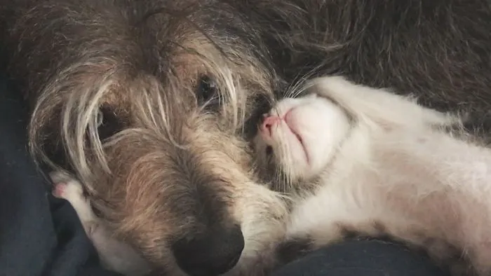 Dog And Kitten Won't Stop Cuddling