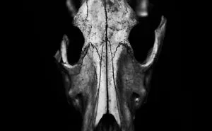 Photographer Took Nocturnal Images Of Animal Skulls