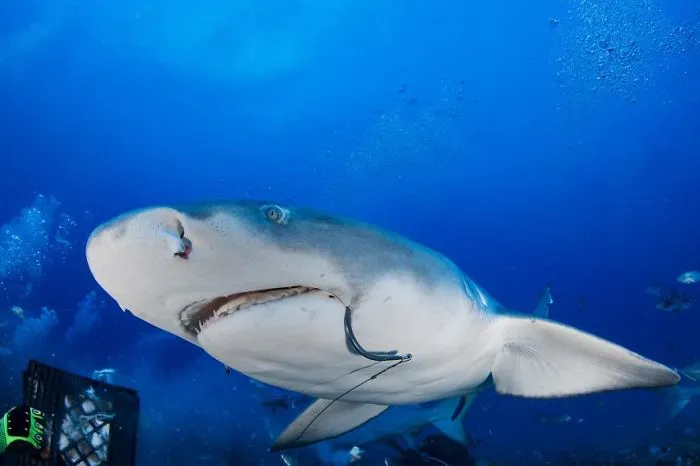 Divers Remove A Fist-Sized Hook From A Shark's Mouth–by Hand