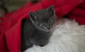Sophocles, A Lucky Kitten!