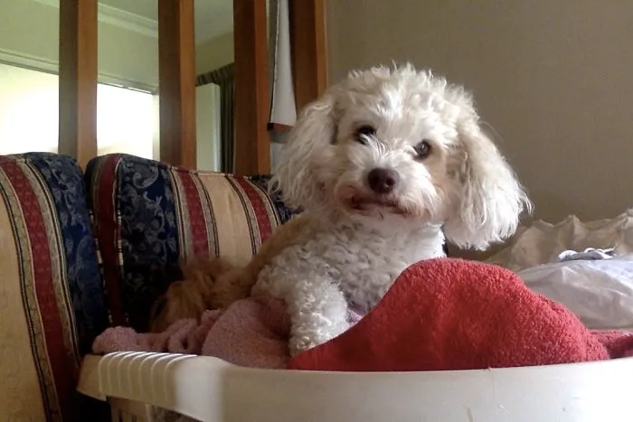 My Dog Likes Towels