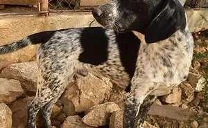 Years Spent Living With Over 300 Dogs On A Hill Above Dubrovnik, Sos Žarkovica