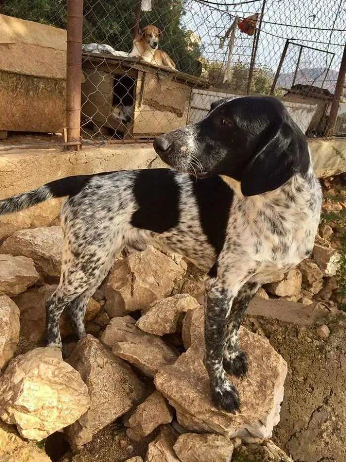 Years Spent Living With Over 300 Dogs On A Hill Above Dubrovnik, Sos Žarkovica
