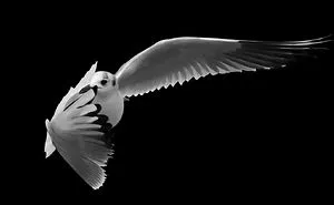 I See Dancing Seagulls